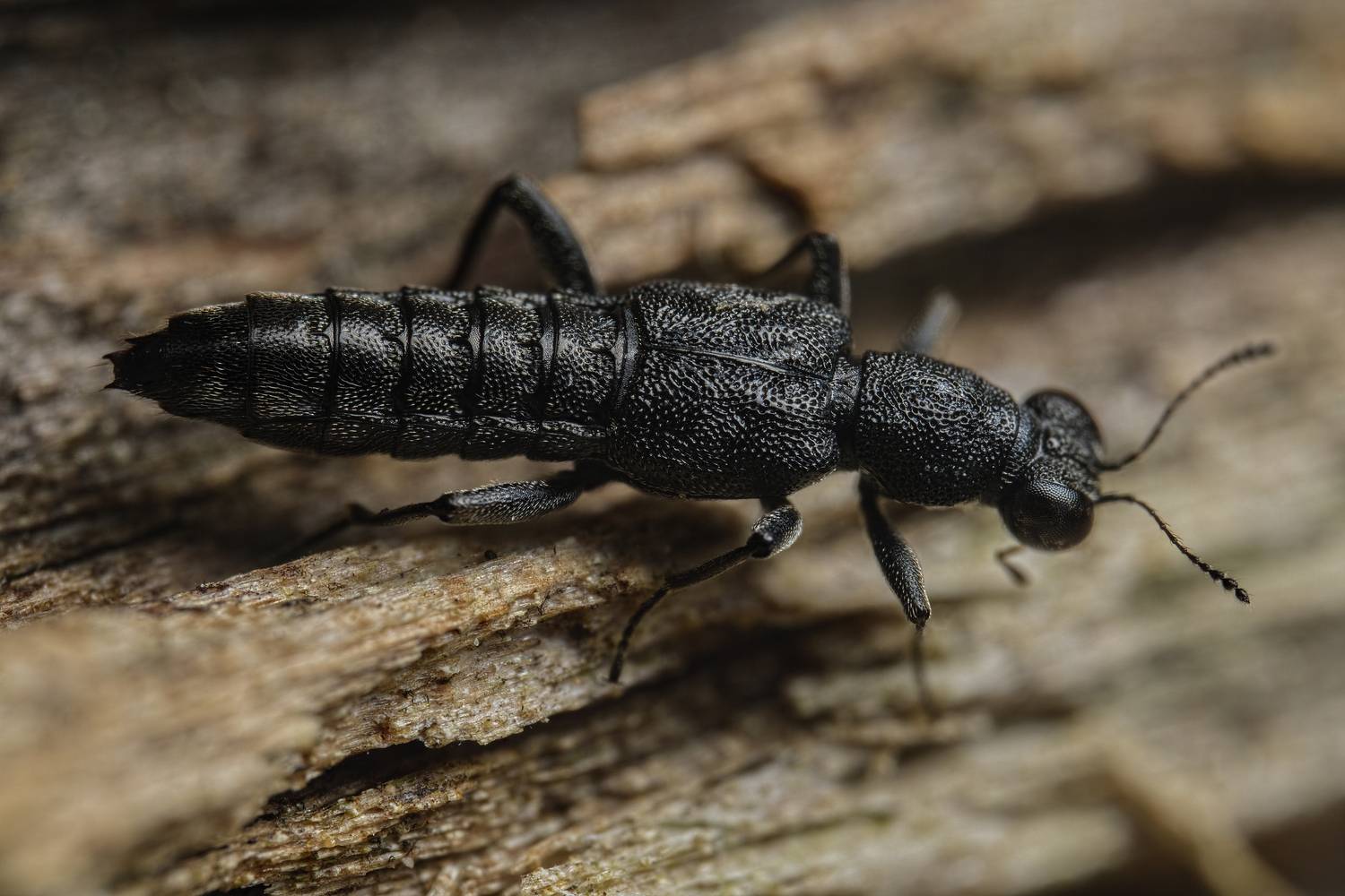 macro photography, Stenus sp., Eimar Kull