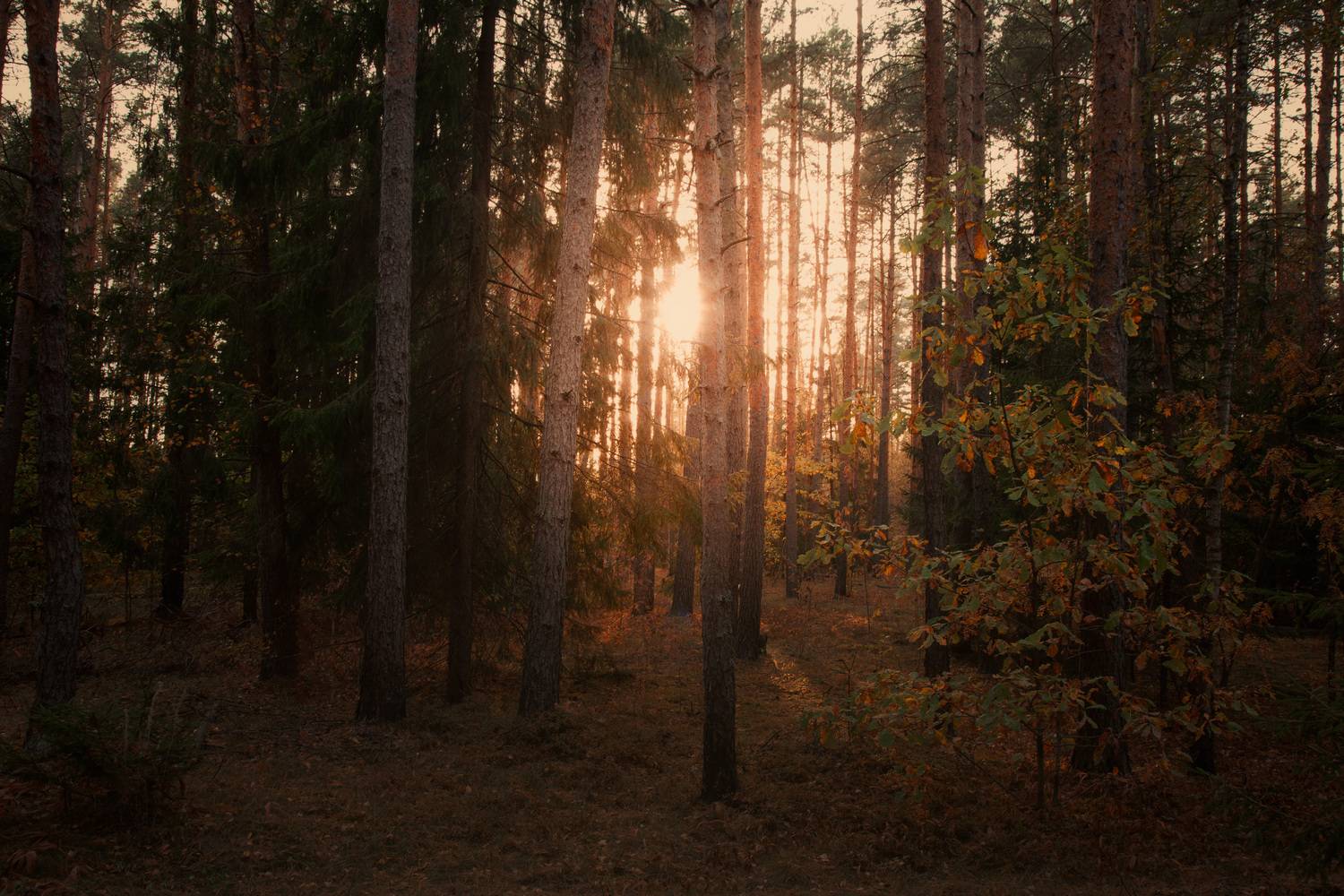 , Булатов Дмитрий