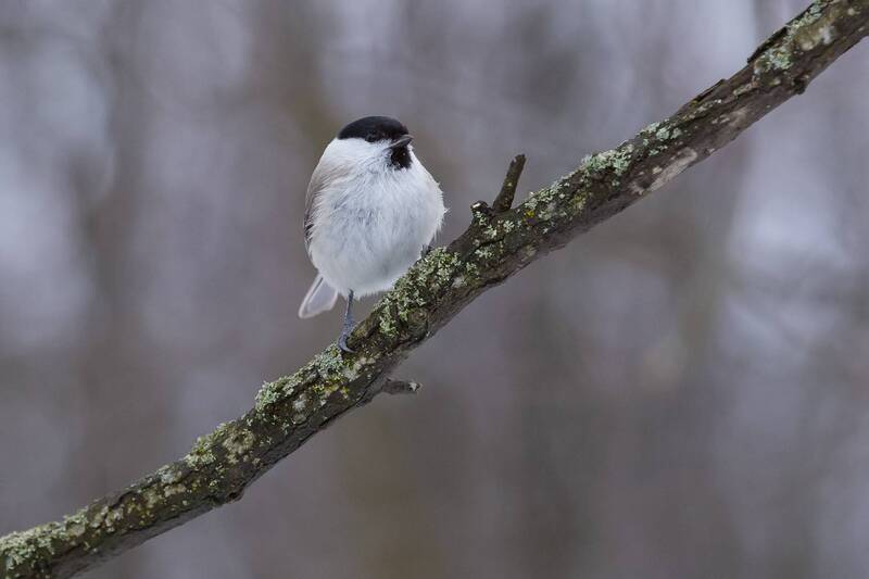 Пухляк фото превью