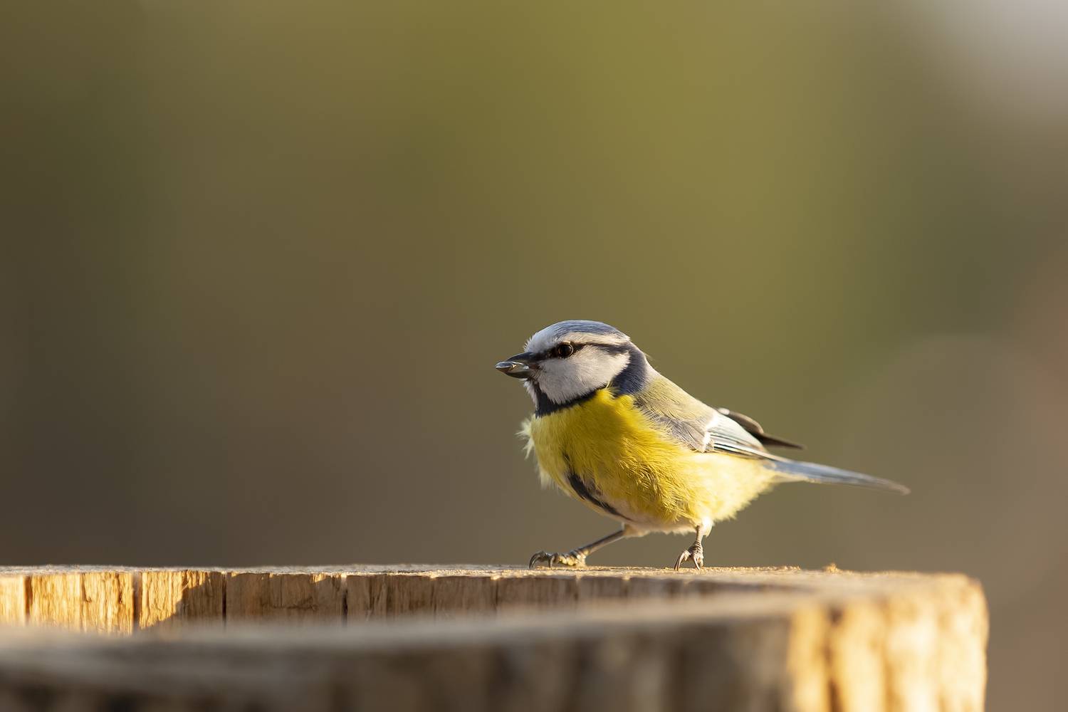, Валерий Черняк