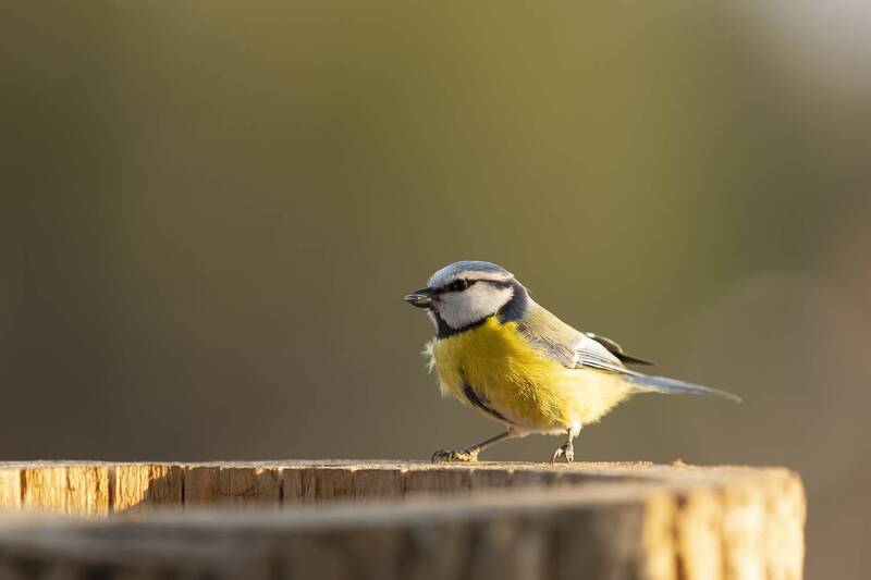 На цыпочках фото превью