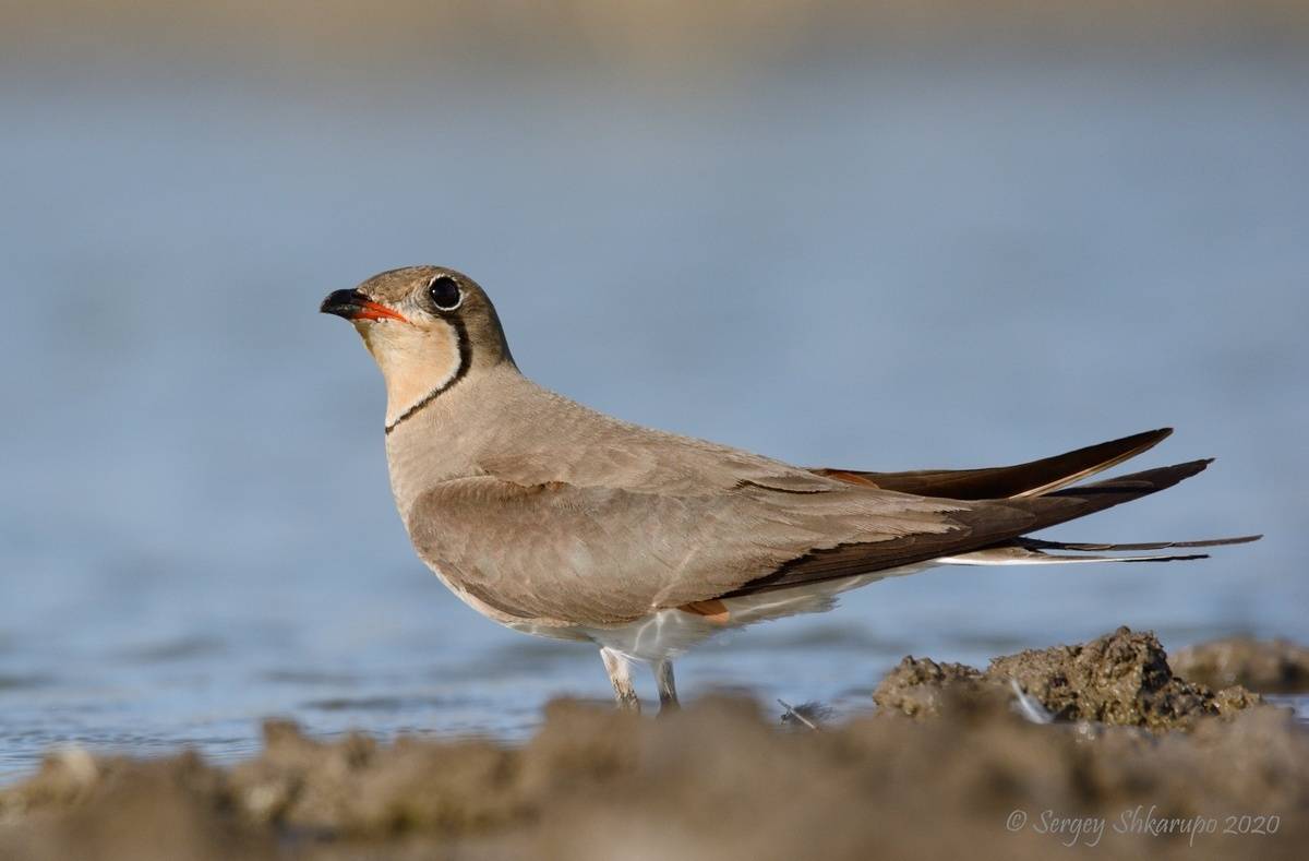 , Сергей Шкарупо