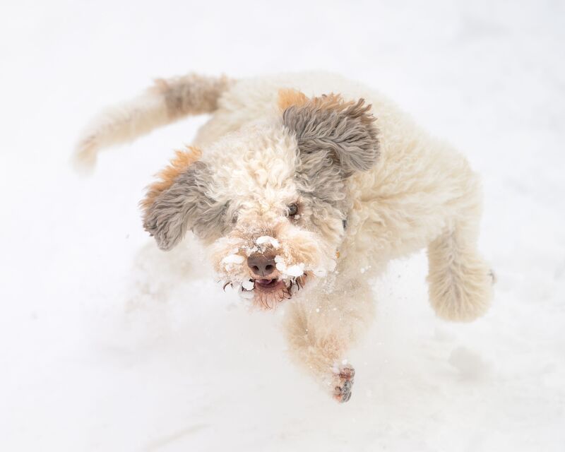 Ilon фото превью