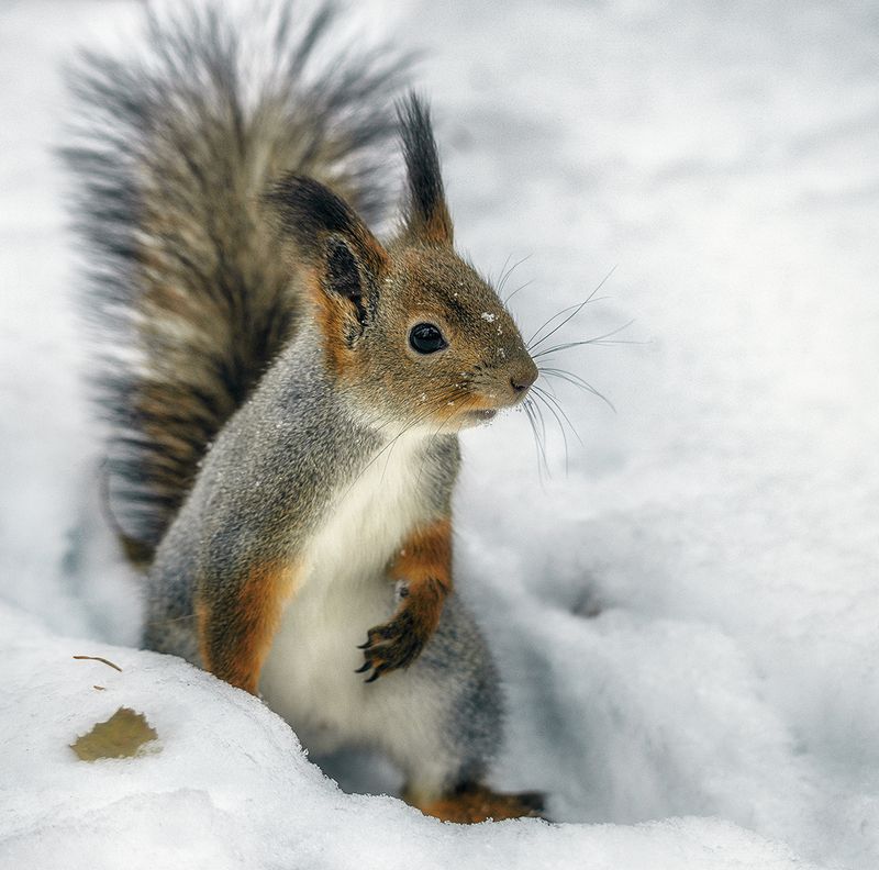 *** фото превью