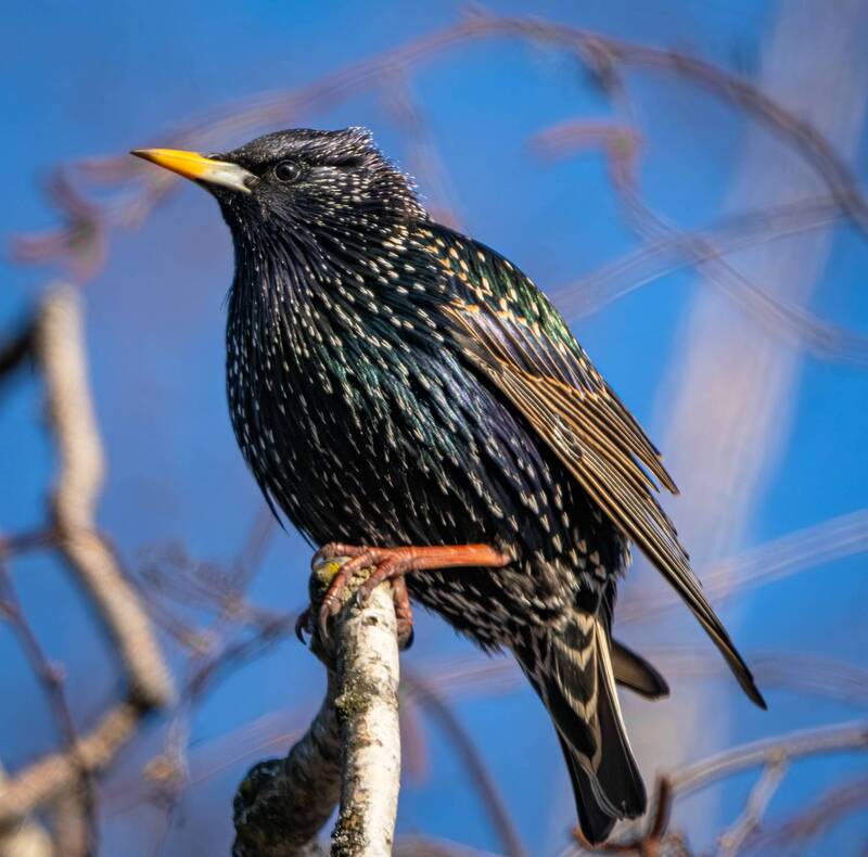 Скворцы прилетели фото превью