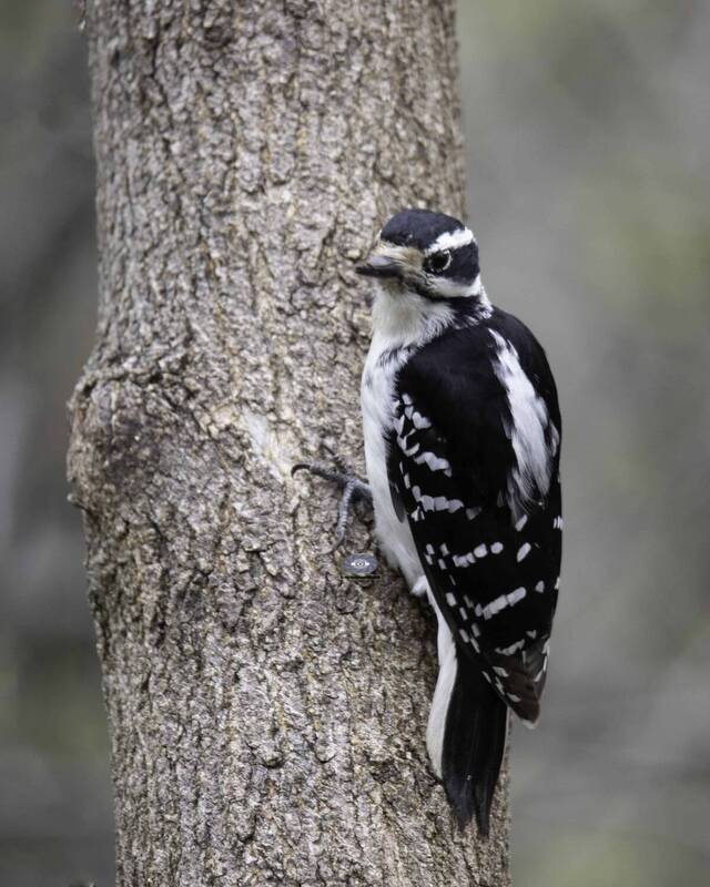 Hairy Woodpecker фото превью