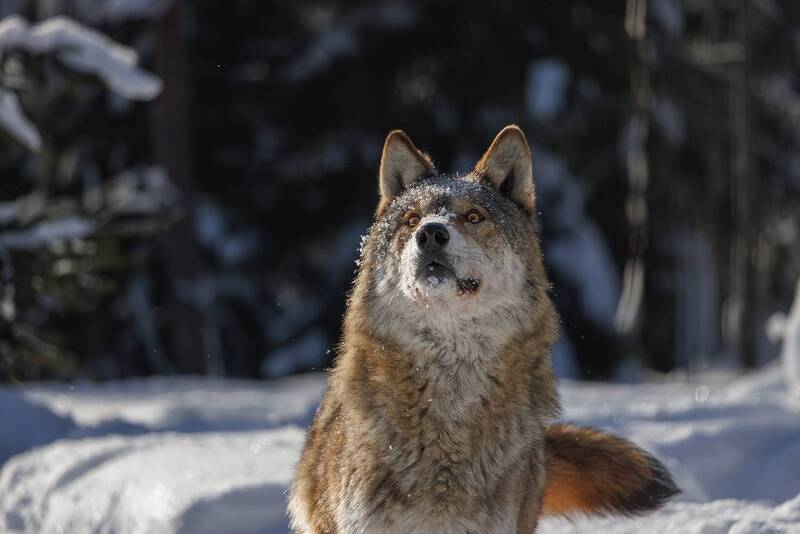 Мечтатель фото превью