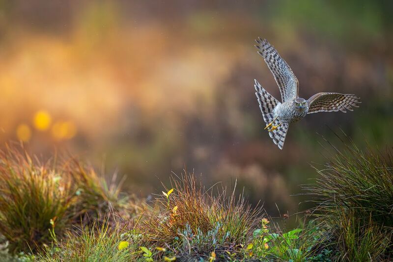 Eurasian sparrowhawk фото превью