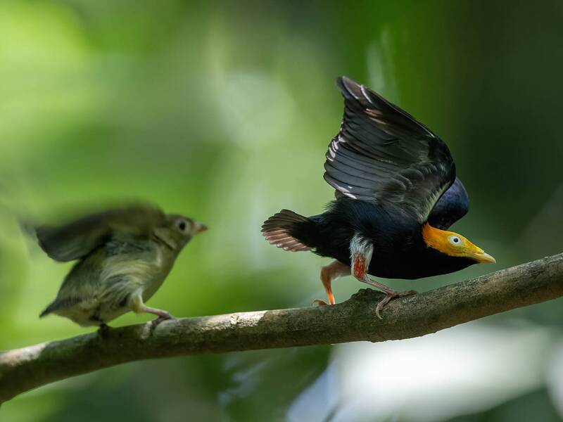 Golden-headed Manakin фото превью