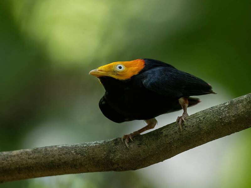 Golden-headed Manakin фото превью