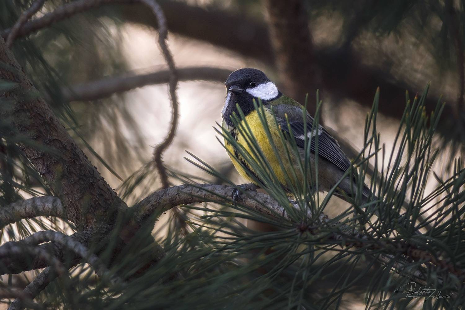 , Nadezhda Zakharova