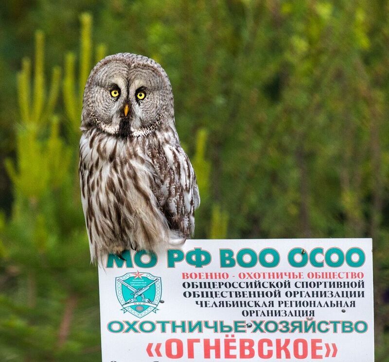 Охотовед фото превью