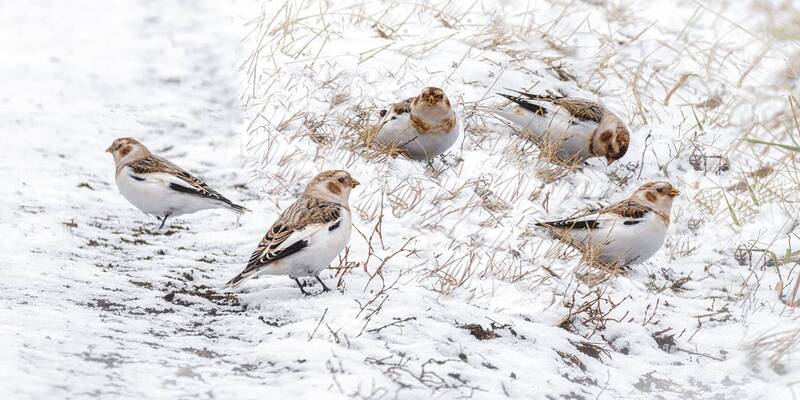 Пуночки. (2 фото) фото превью