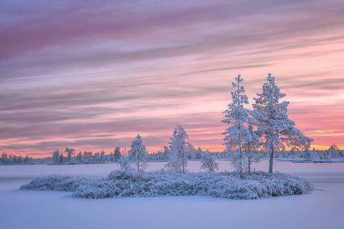 Болото в розовом.... 