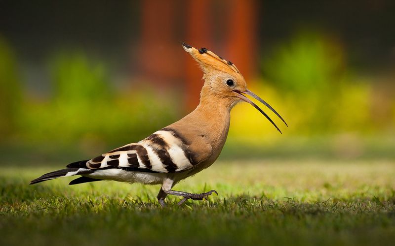 Hoopoe фото превью