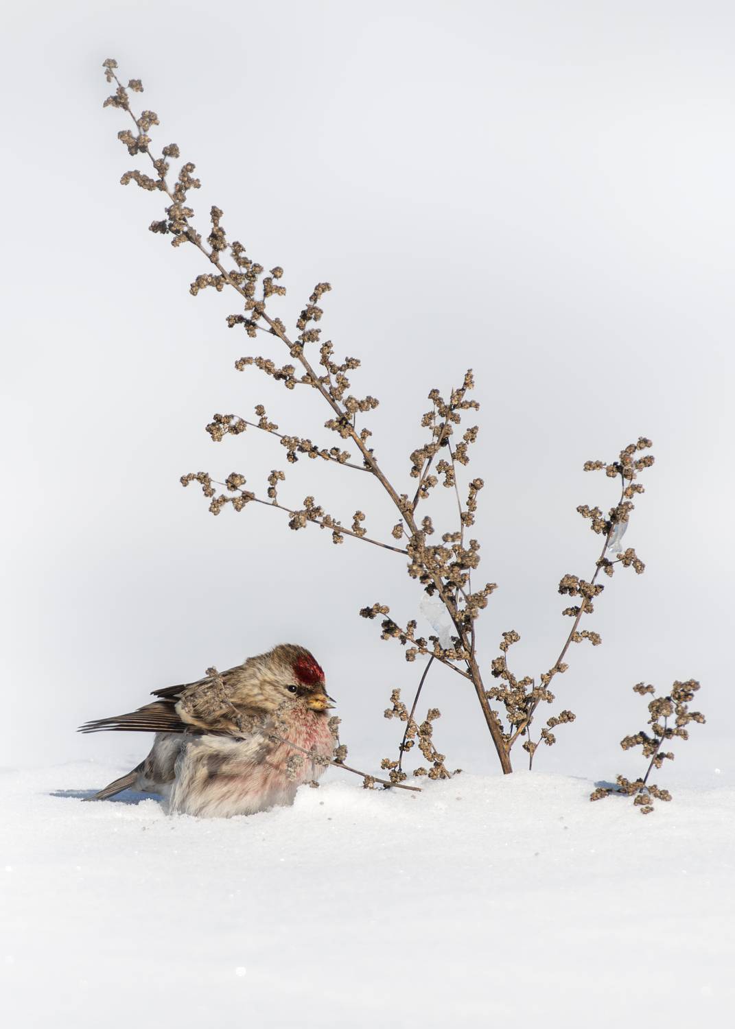 , Полина Шальнева