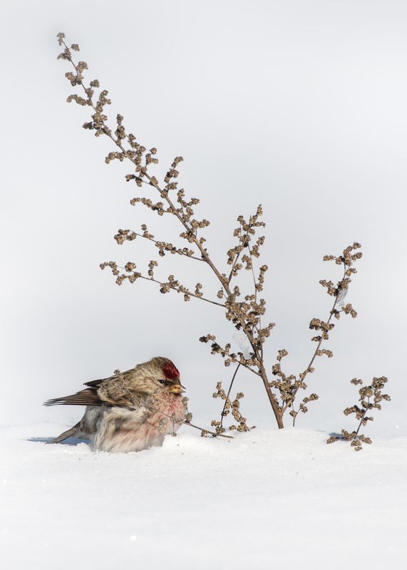 Чечетка фото превью