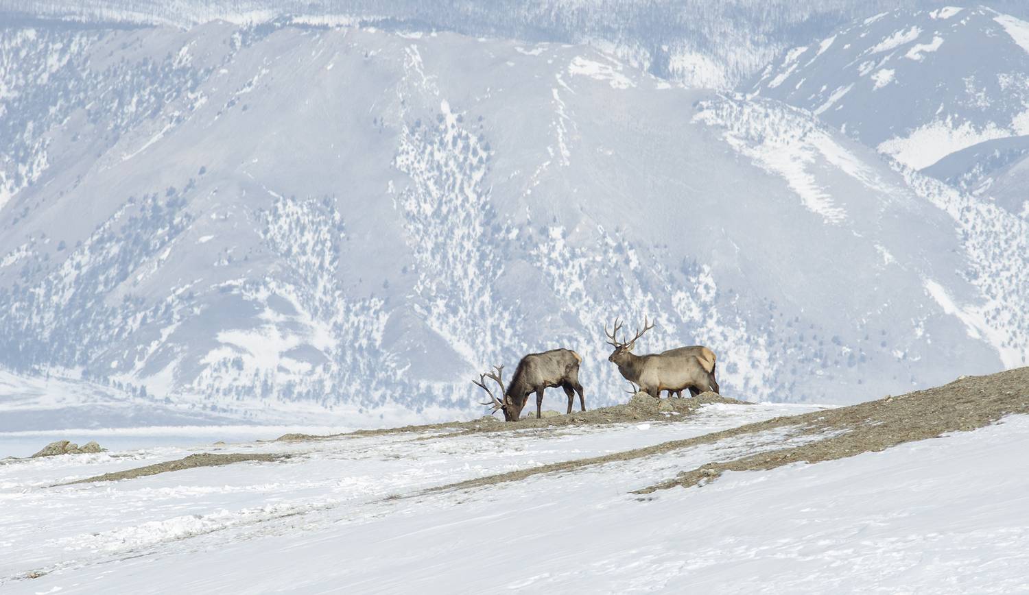 прибайкальский национальный парк, изюбрь cervus elaphus xanthopygus, Андрей Таничев