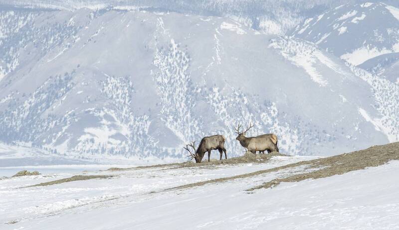 прибайкальский национальный парк, изюбрь cervus elaphus xanthopygus Склоны байкальских гор фото превью