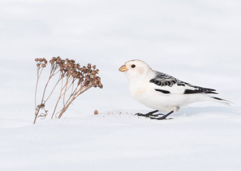 Пуночка Plectrophenax nivalis фото превью