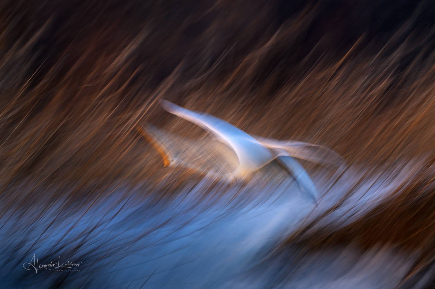 лебеди, алтай, Александр Кукринов