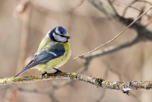 Лазоревка (Cyanistes caeruleus)