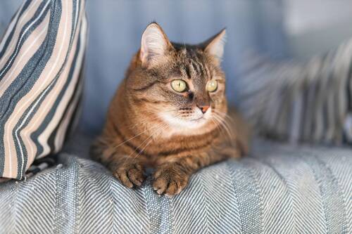 Домашние Животные