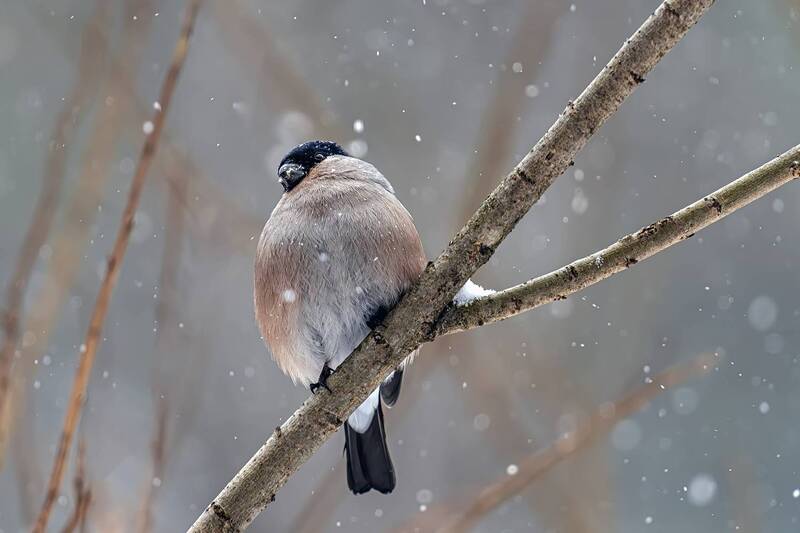 Зима никак не отпускает фото превью