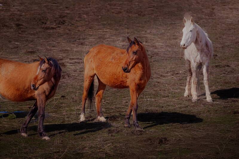кыргызстан Там, где живут единороги фото превью