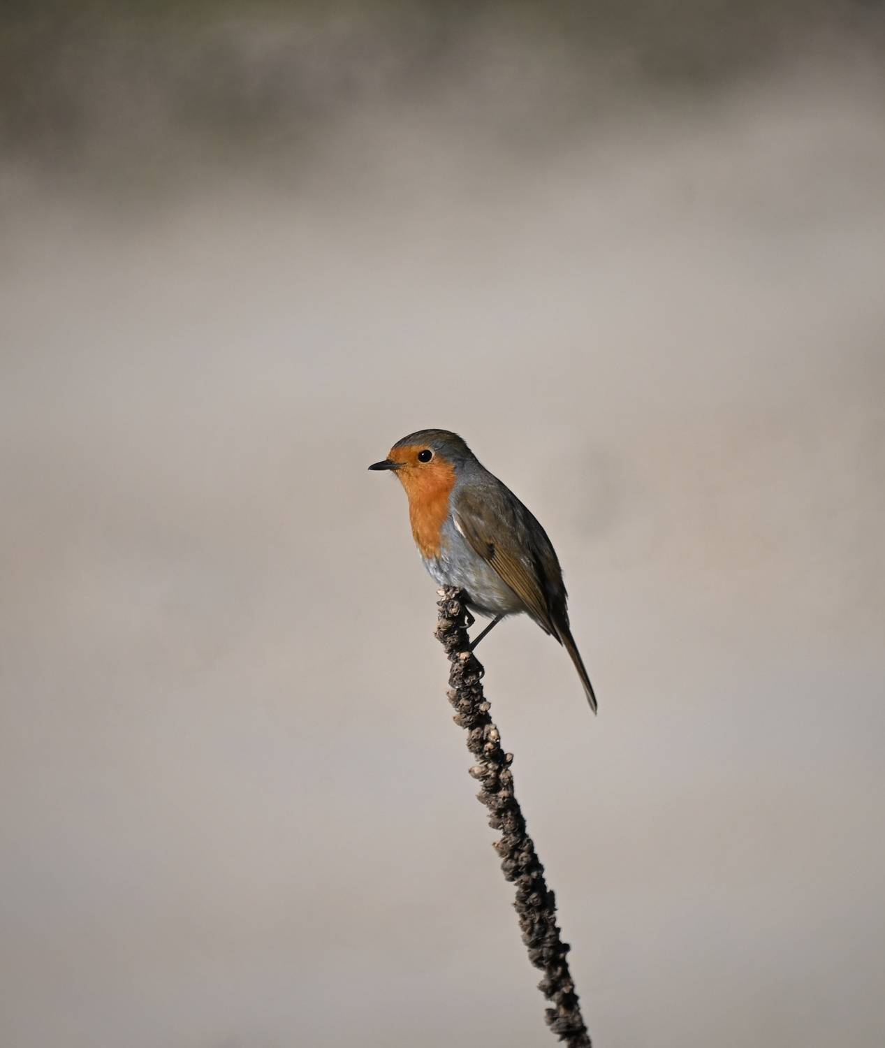 , Герчев Николай