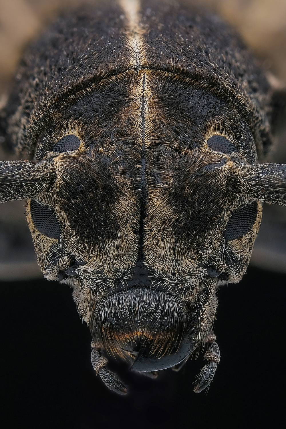 , Васильев Роман