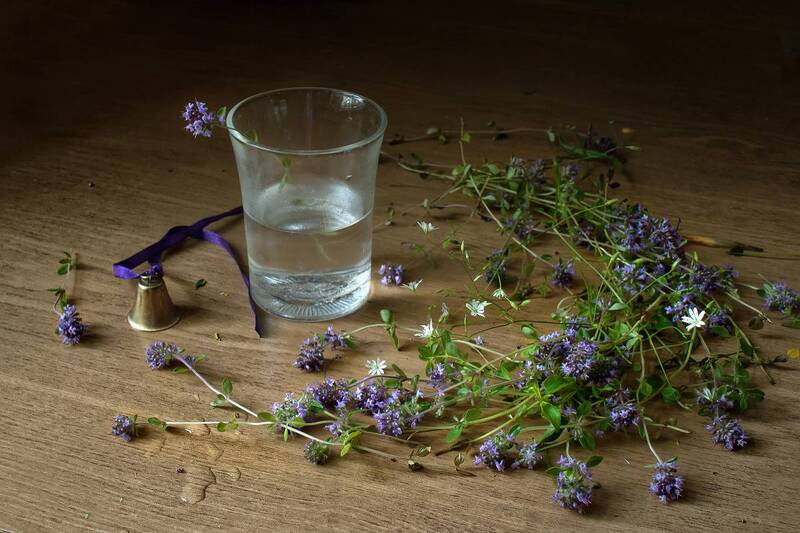 цветы, лето, тимьян, богородицына травка Богородицына травка фото превью
