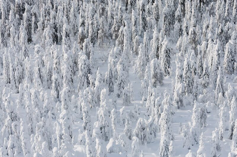 Урал, Полюд, Зима Снежный плен Полюдова леса фото превью