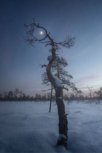 В деревянных лапах
