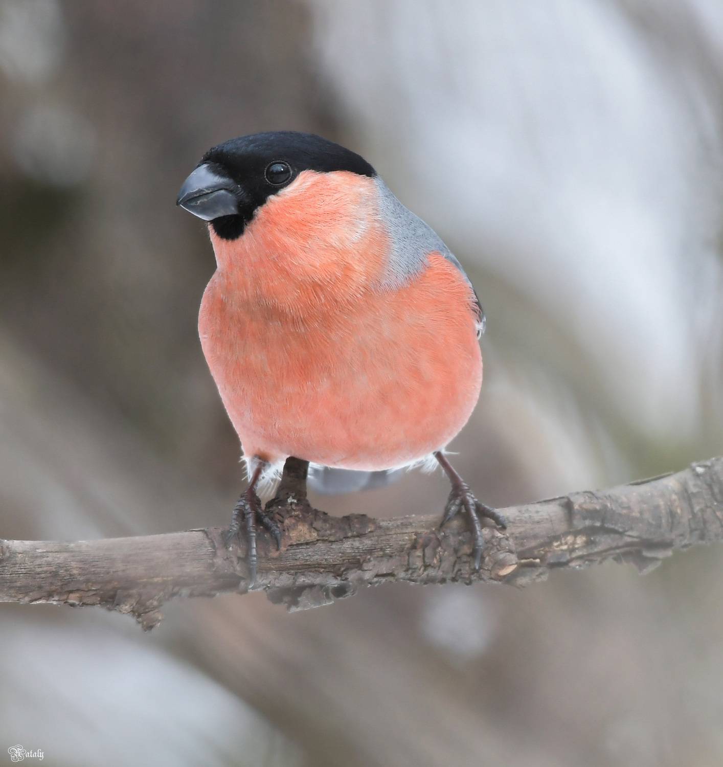 , Наталья Екимова