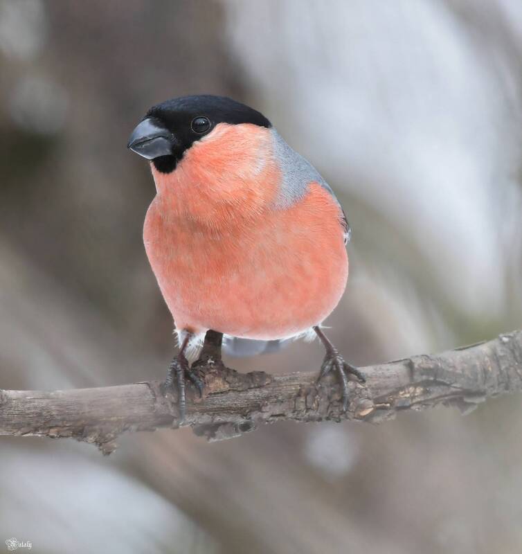 Снегирь фото превью