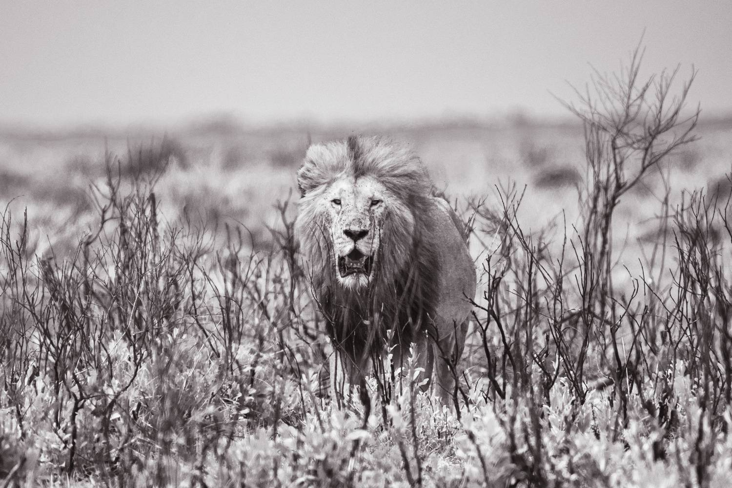 , Николаев Дмитрий