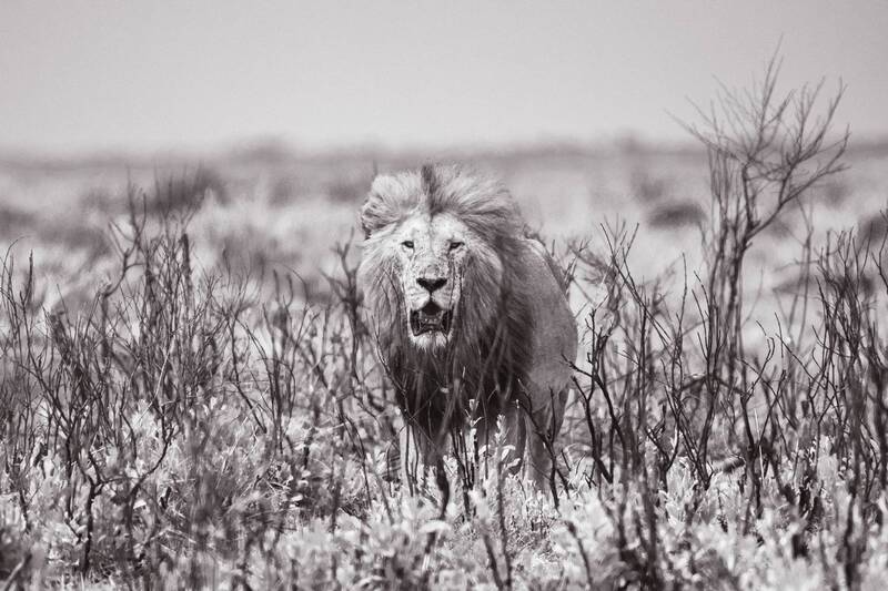 Лев. фото превью