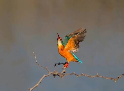Kingfisher