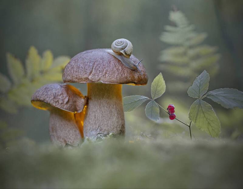 костяника, боровики, улитка, беларусь Туда, где растёт костяника... фото превью