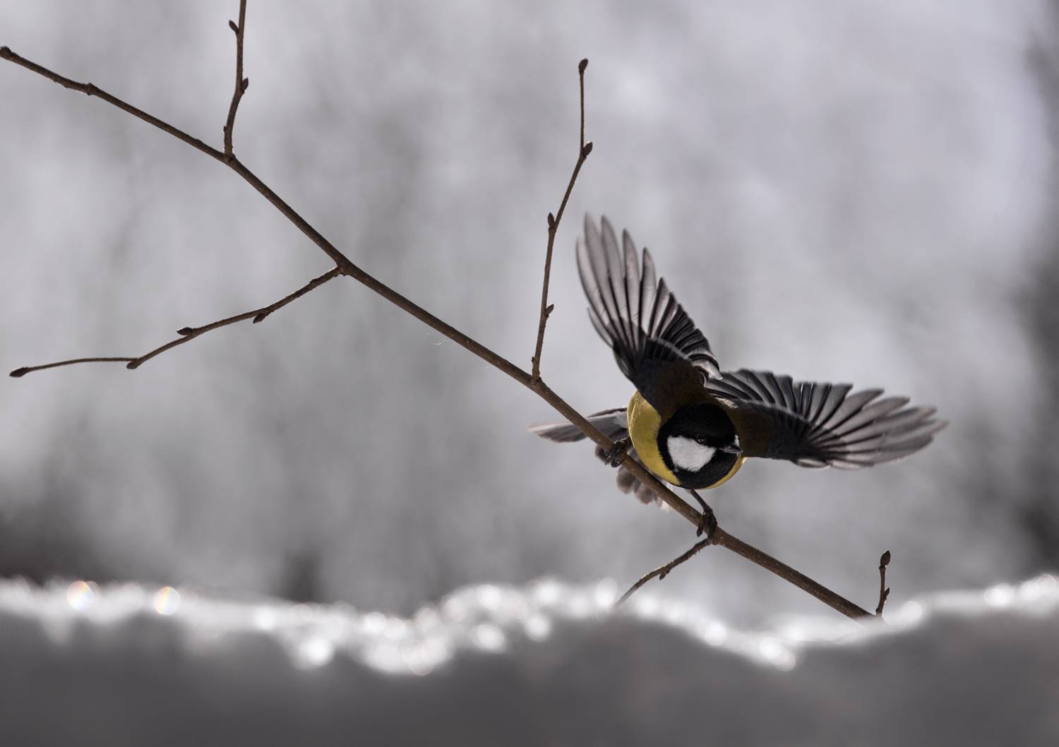 , Баранов Олег