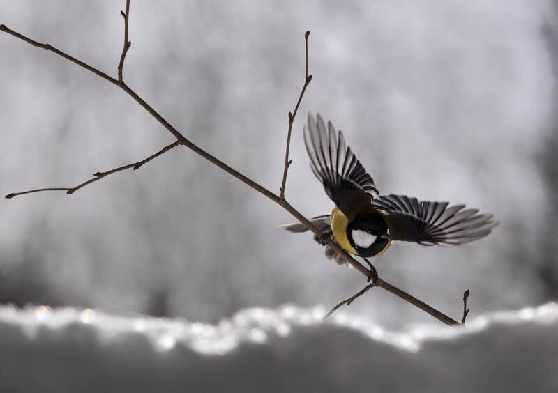 *** фото превью