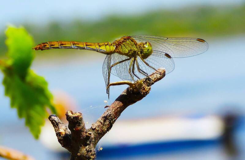 ................. фото превью