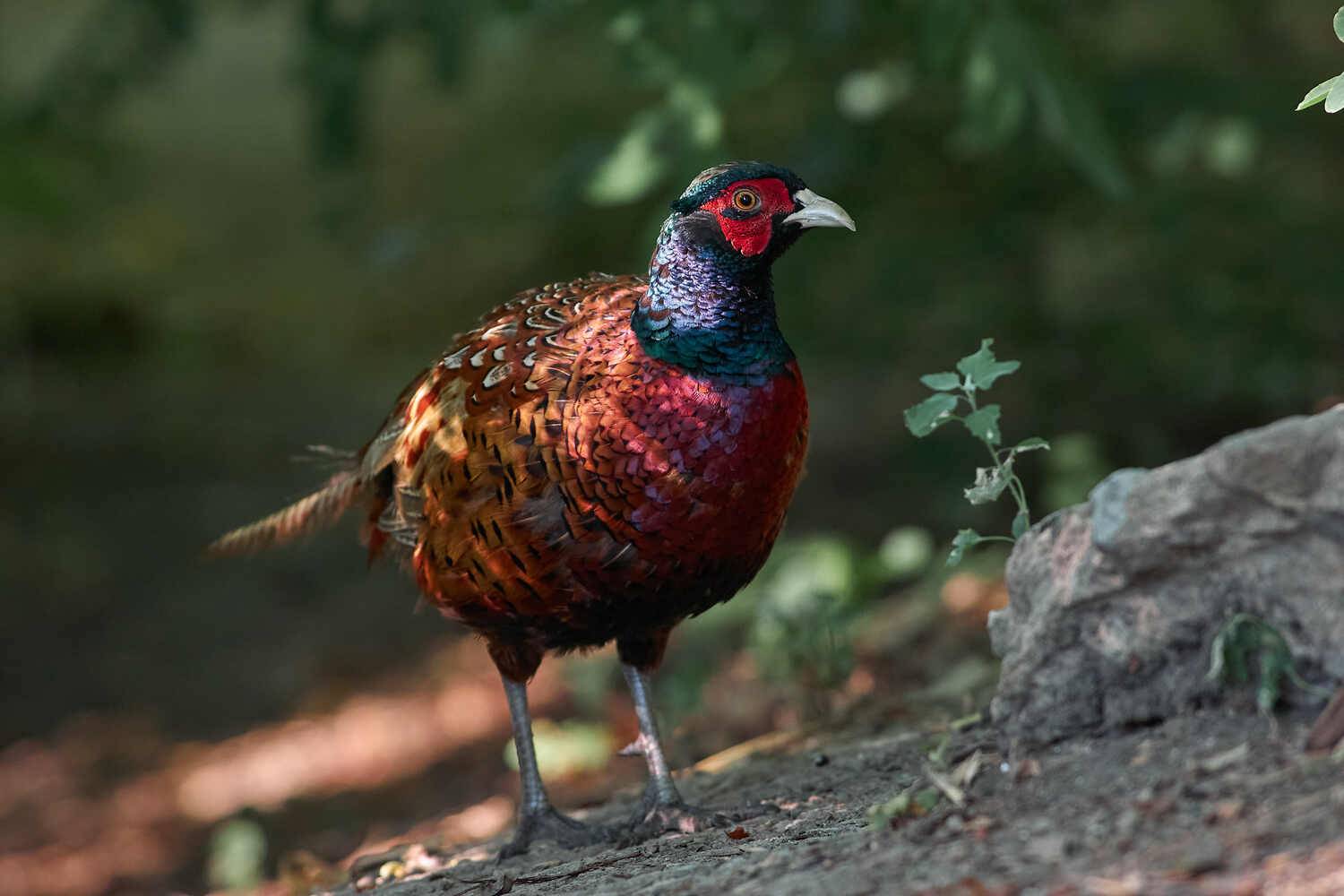 Phasianus colchicus, Обыкновенный фазан, Павел Сторчилов