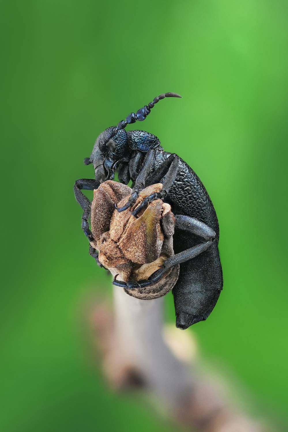 , Васильев Роман