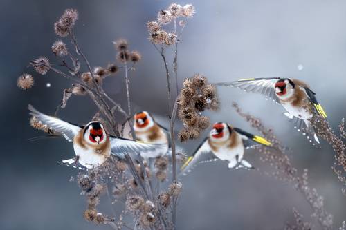 Полет щеглов