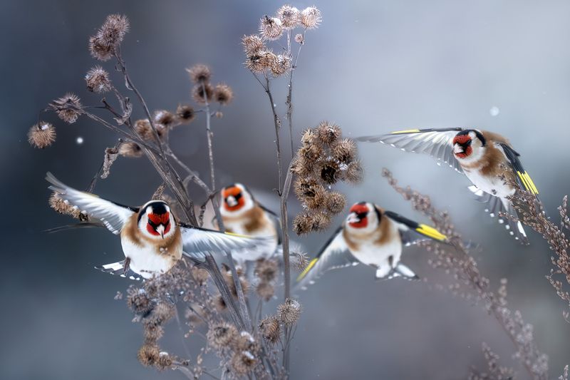 щегол, птицы, полет, зима, Москва, Измайлово Полет щеглов фото превью