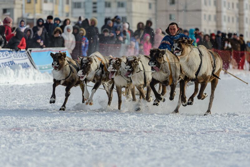 олени, гонки, каюр, север, праздник, никон, надым, янао Ах вы кони (олени) мои кони (олени) фото превью