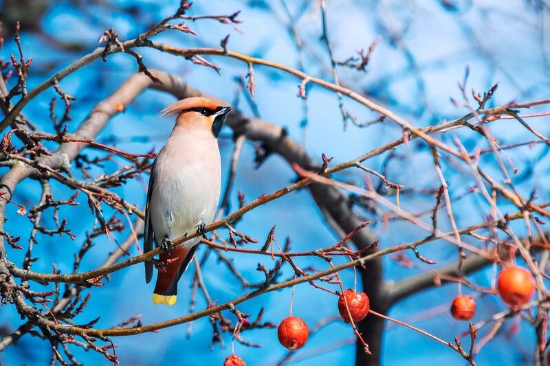 Хохлатый модник фото превью