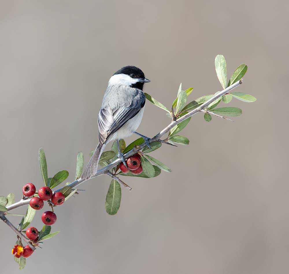 black-capped chickadee, chickadee, синичка, птицы, bird, birds, wild, nature, черношапочная гаичка, гаичка, winter, winter bird, зима, Etkind Elizabeth